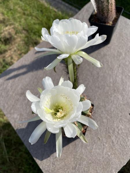 Lobivia Hybr. weiss